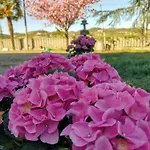 With Pool Monferrato Botto Living Appartamento *