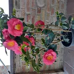 With Pool Monferrato Botto Living Appartamento Odalengo Piccolo