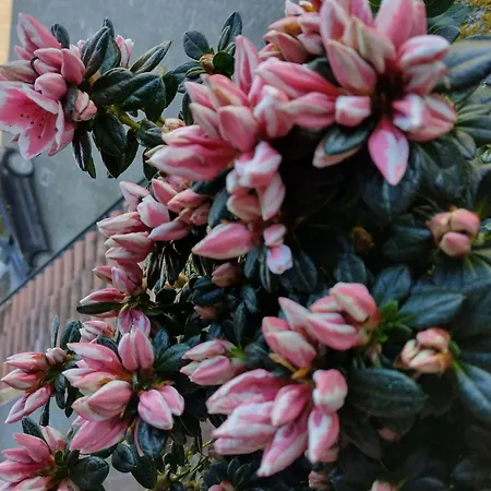 With Pool Monferrato Botto Living Lejlighed Odalengo Piccolo